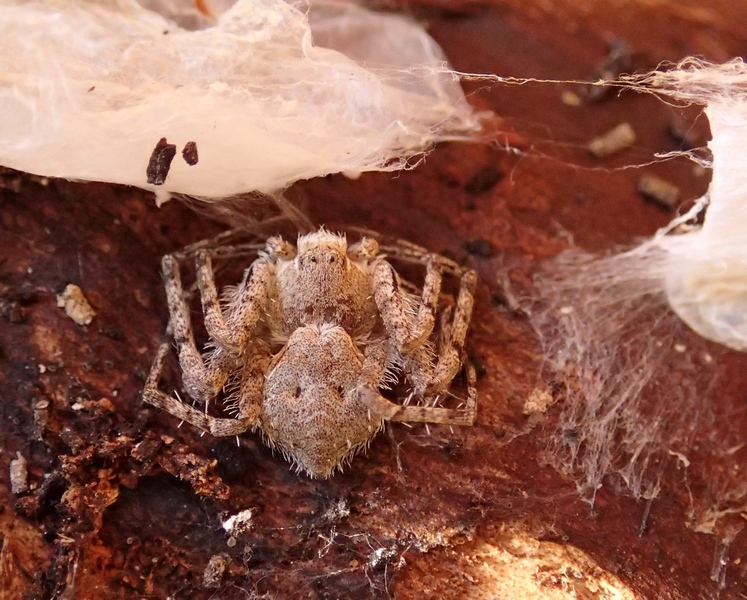 Philodromus margaritatus - Treviso (TV)